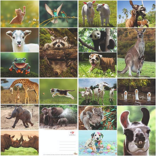 Edition Colibri 100 tarjetas postales ANIMALES en el set, todas las postales de animales de todo el mundo / 14,8 x 10,5 cm de imagen grande/brillante